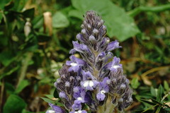 Phelipanche schultzioides