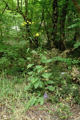 Phelipanche schultzioides