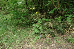 Phelipanche schultzioides