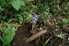 Phelipanche schultzioides