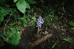 Phelipanche schultzioides