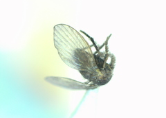 Clogmia albipunctata
