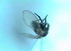 Clogmia albipunctata