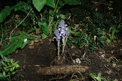 Phelipanche schultzioides