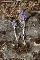 Phelipanche schultzioides