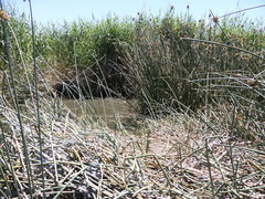 Schoenoplectus scirpoides