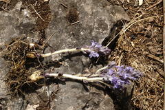 Phelipanche schultzioides