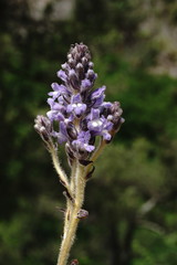 Phelipanche schultzioides