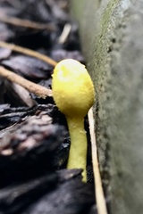 Leucocoprinus birnbaumii