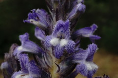 Phelipanche schultzioides