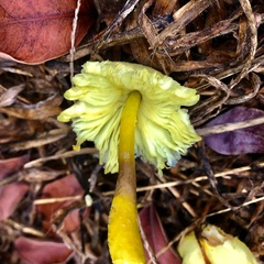 Leucocoprinus birnbaumii