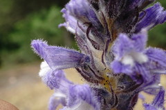 Phelipanche schultzioides