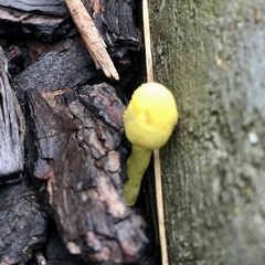 Leucocoprinus birnbaumii