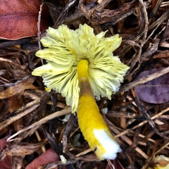 Leucocoprinus birnbaumii