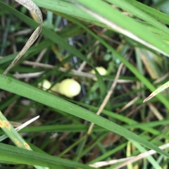 Leucocoprinus birnbaumii