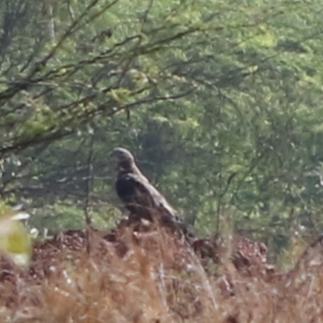 Oriental Honey Buzzard