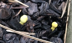 Leucocoprinus birnbaumii