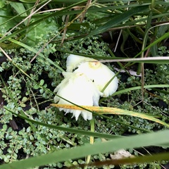 Leucocoprinus birnbaumii