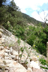 Medicago brachycarpa