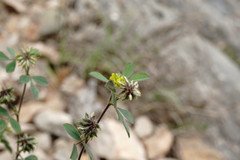 Medicago brachycarpa