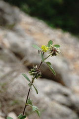 Medicago brachycarpa