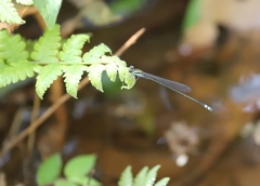 Pseudagrion indicum