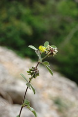 Medicago brachycarpa