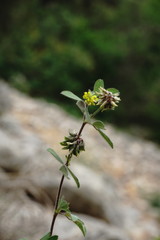 Medicago brachycarpa