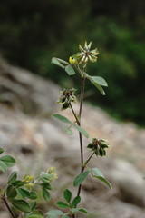 Medicago brachycarpa