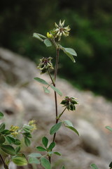 Medicago brachycarpa