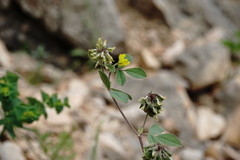 Medicago brachycarpa