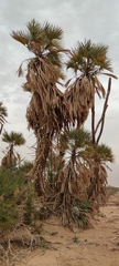 Hyphaene thebaica