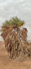 Hyphaene thebaica