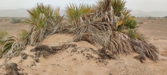 Hyphaene thebaica