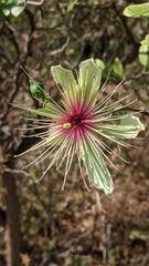 Capparis zeylanica