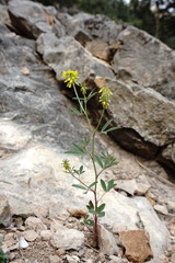 Trigonella spicata