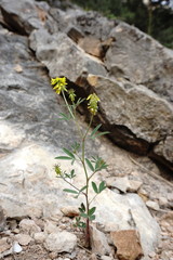 Trigonella spicata