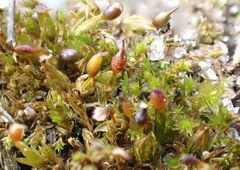 Tortula protobryoides