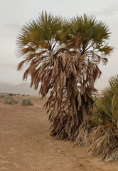 Hyphaene thebaica