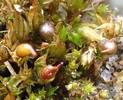 Tortula protobryoides