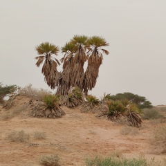 Hyphaene thebaica