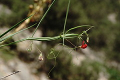Lathyrus setifolius