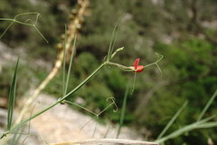 Lathyrus setifolius
