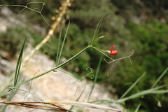 Lathyrus setifolius