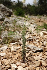 Verbascum orientale