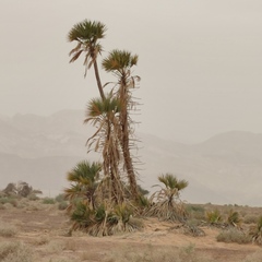 Hyphaene thebaica
