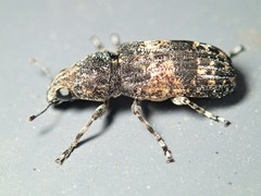 Dendropemon subfasciatus