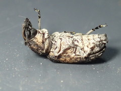 Dendropemon subfasciatus
