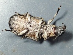 Dendropemon subfasciatus