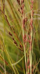 Tetraria triangularis